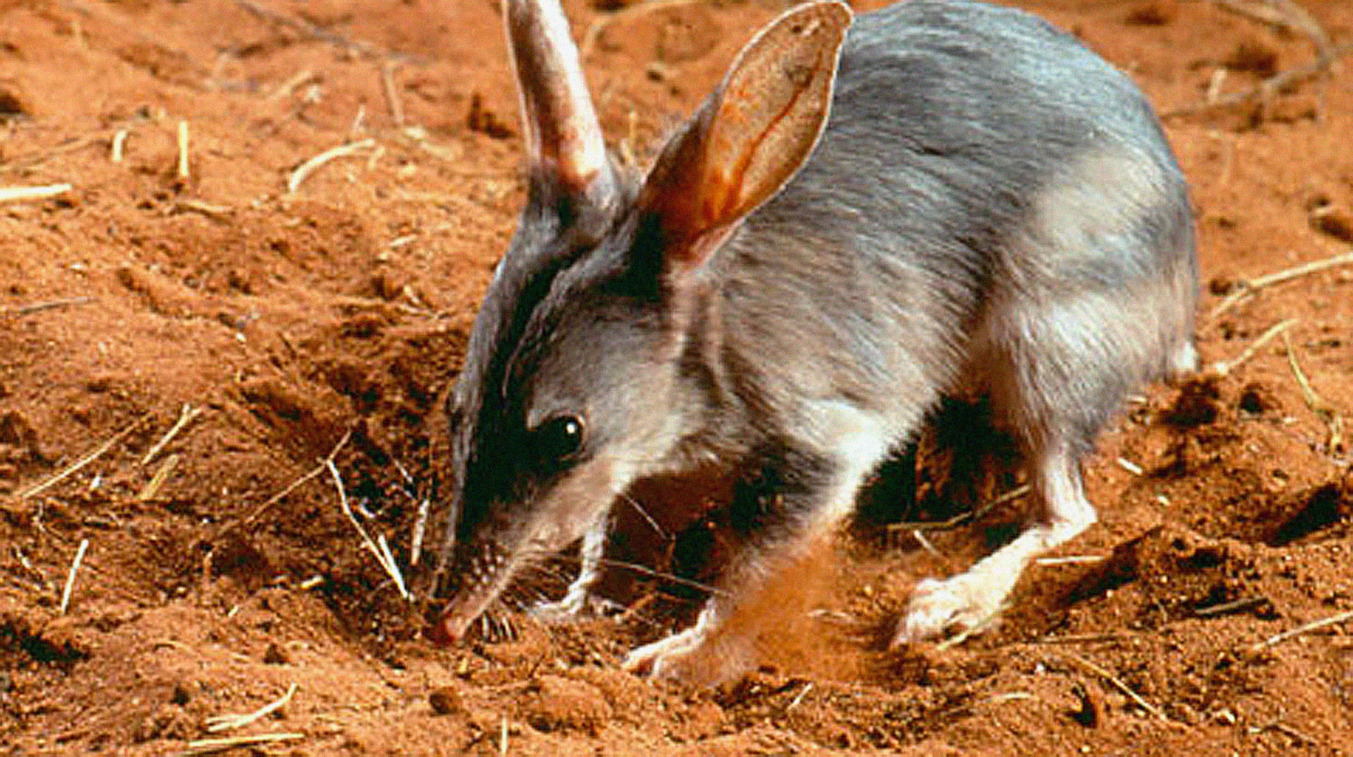 Wie der Bilby zum australischen Osterhasen wurde