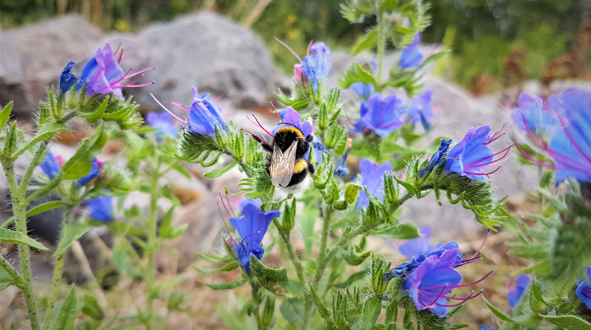 Vatikan gründet internationales Netzwerk für Nachhaltigkeit