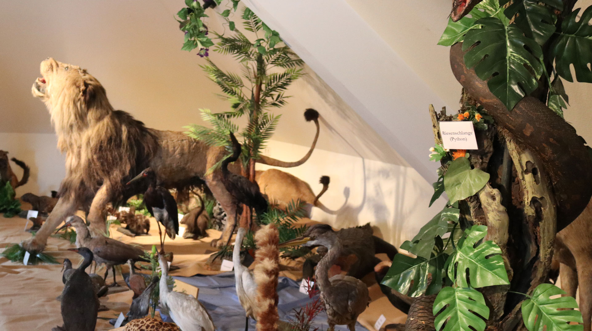 Löwe und Python als Werbe- und Lehrmaterial: Ausschnitt aus der völker- und naturkundlichen Sammlung eines Ordens in Deutschland. Bild: weltkirche.de