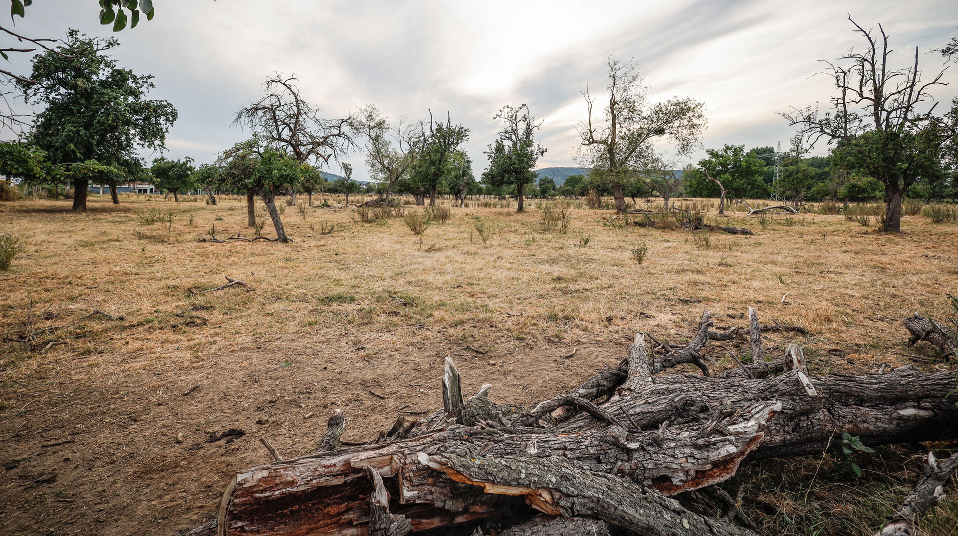 Rekordhitze vom Mittelmeer bis zur Arktis – Forscher besorgt über Europas Klima