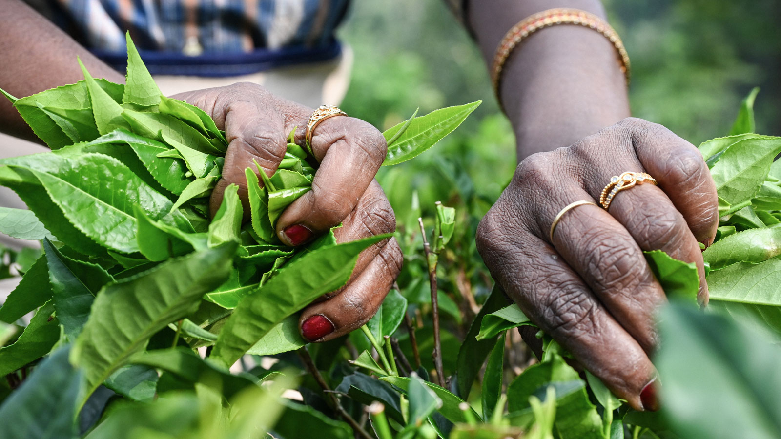Hände einer Teepflückerin auf einer Teeplantage bei Galabada am 8. Februar 2025 bei Badulla (Sri Lanka). Bild: Volker Hasenauer/KNA