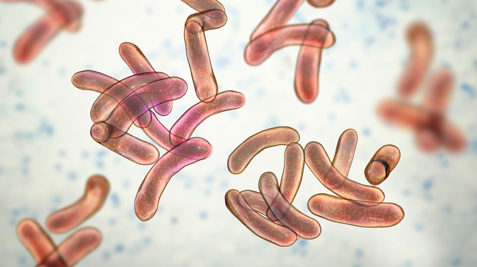 WHO meldet Cholera-Höchststand: 2025 fast 8.000 Tote